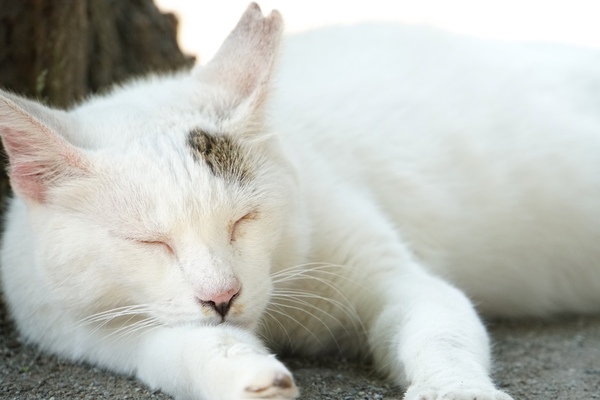 公園のど真ん中で気持ちよーく寝てた猫。耳がカットされているのは去勢されている印。地域猫として可愛がられているのだ（2016年6月 ソニー α6300）