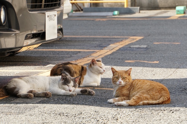 駐車場に3匹集まった猫。うまいこと車でできた日陰に潜んでいるのであった（2016年6月 ソニー α6300）