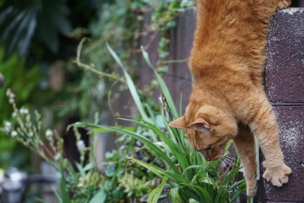 塀の上に座ってる猫を望遠で狙ったら、ずずっと塀から飛び降りるのであった。これはシャッターチャンス（2016年6月 ソニー α6300）