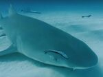 サメと泳ぐ疑似体験ができるVR動画をGoProが公開！