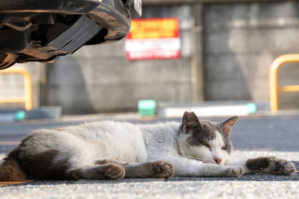 車でできる影をうまく利用して、へちゃーっと伸びてる猫。暑いんだからしょうがないよね（2016年6月 ソニー　α6300）