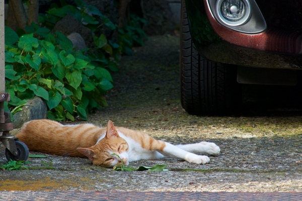 こちらは車の下というより脇なんだが、日陰ガレージでつぶれてた猫。すでに夏バテ状態だが、夏はまだこれからだぞー（2016年7月 パナソニック DMC-TX1）