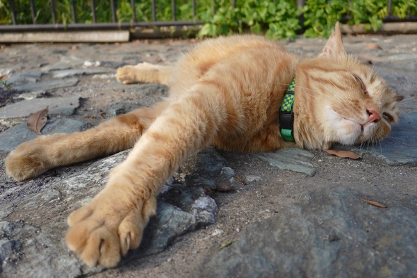 公園のへちゃ猫。首輪をしてるけどこのあたりの地域猫らしい。ぐわんと伸びてる腕がたまらん。ちなみにこの猫、特に人なつこいわけではなく、暑くて動くのめんどくさいだけの模様である（2016年7月 パナソニック DMC-CM1）