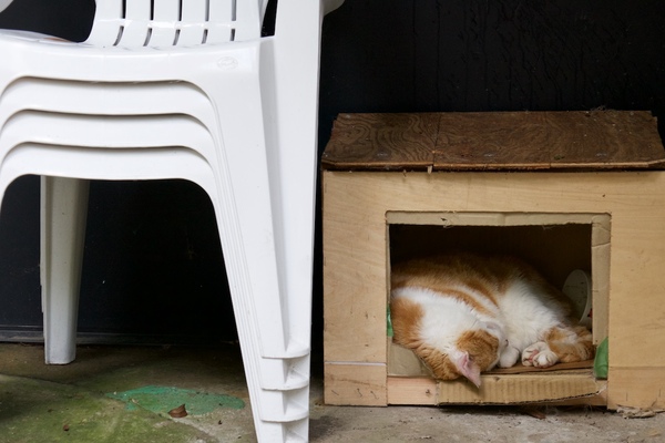 とあるお店の入口脇にあった猫小屋。中で丸くなって寝ておりました（2016年7月 パナソニック DMC-TX1）
