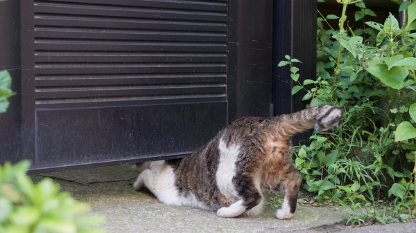 住宅街を歩いてる猫と目が合ったら、警戒されたのか門を超えて……じゃなくてくぐって中に入ろうと（2013年7月 オリンパス OM-D E-M5）