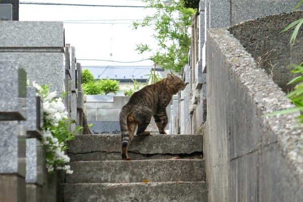 階段を上りきって右に身体を捻った瞬間の姿。猫の身体の動きは見てるだけで楽しい（2016年4月 パナソニック LUMIX DMC-TX1）