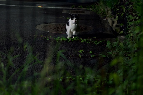 フェンスの向こうの駐車場に猫を発見。向こうもフェンスがあるのがわかってるので、逃げるでもなく、レンズごしににらめっこ。白い身体にサイド光が当たっていい感じに立体感が出た（2016年7月 OM-D E-M1）