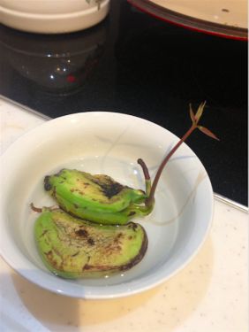 Ascii Jp 食べたマンゴーの種を植えてみました
