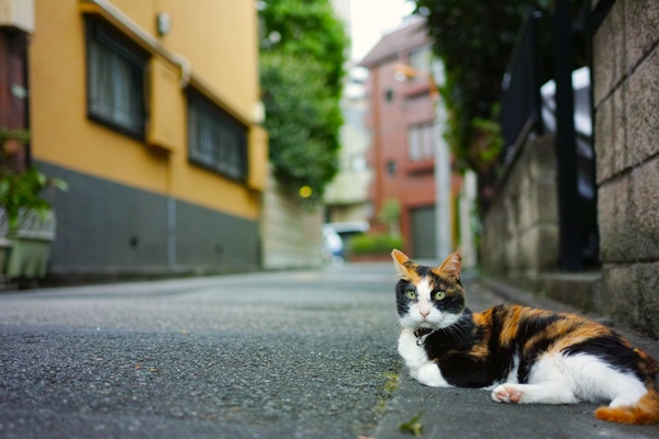 猫もちゃんと道の端でくつろぐのである。首輪をしてるこのあたりの飼い猫。這いつくばって見つめ合って撮影（2016年8月 シグマ sd Quattro）