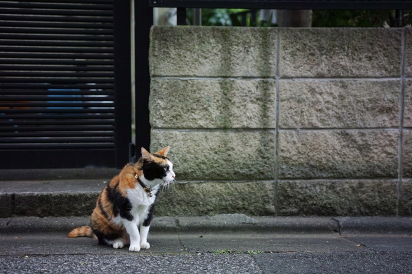 ちょこんと座った猫の横顔。旧道は人も車もあまり通らないのでゆっくり撮れる（2016年8月 シグマ sd Quattro）