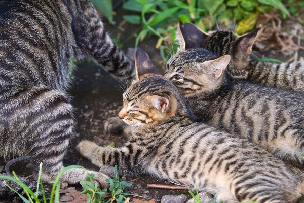 急に母猫に立ち上がられて取り残されて3匹なのであった（2016年8月 シグマ sd Quattro）
