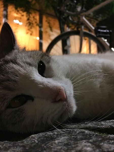 夜の石畳に寝転がっていた猫をそっと撮影。この夜はムシムシしてたので猫も動きたくなかったらしい（2016年6月 アップル iPhone 6s Plus）