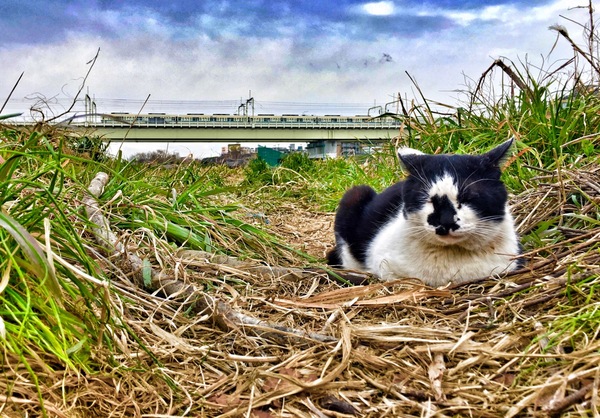 冬の河原草むら猫。snapseedでHDRフィルターをかけてみた。寒い中、電車が鉄橋を渡るのを待って撮影した1枚（2016年2月 アップル iPhone 6s Plus）