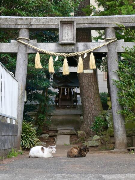 住宅街の片隅に生き延びている稲荷神社。ちょうど参道の延長線上に2匹いたのだ（2016年3月 パナソニック DMC-TX1）