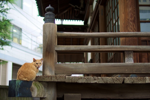 不動堂の端っこにちょこんと座ってこちらを見てるチャトラ。お寺や神社で猫を見かけることは多いけど、今回は背景で神社仏閣だとわかるようなカットを集めてみた（2016年7月 オリンパス OM-D E-M1）