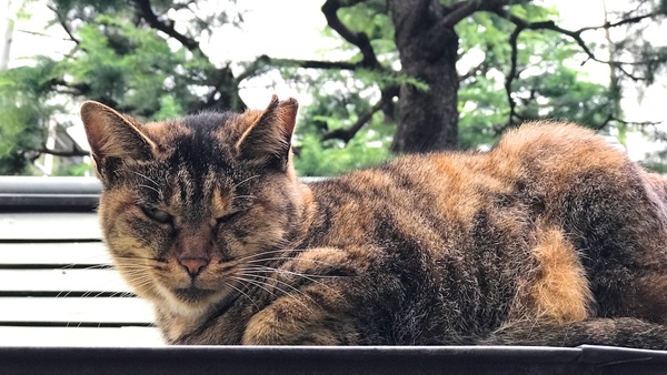 望遠側カメラで屋根の上の猫を。望遠といってもそれほど望遠なわけじゃなくて、人や猫を撮るときほどよい感じ（2016年9月 アップル iPhone 7 Plus）