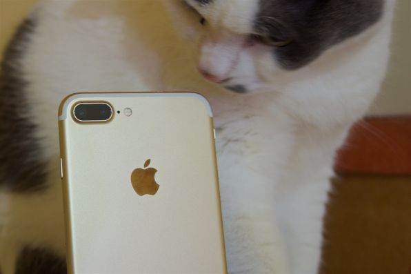 iPhone 7 Plusとうちの猫。外側に着いているレンズが広角、内側が望遠だ。性能的には広角側の方がちょっといい
