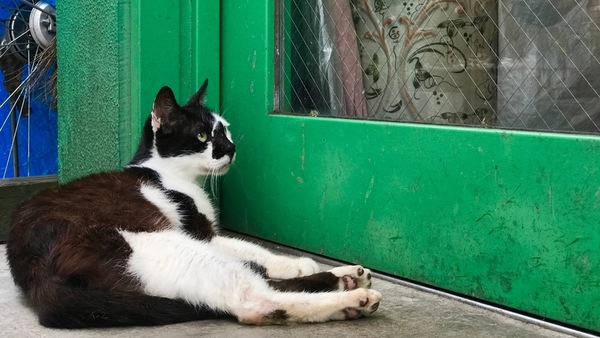 喫茶店の前でじーっと様子を伺う白黒猫。中に入りたそうに見えるが、そういうわけでもないらしい（2016年9月 アップル iPhone 7 Plus）