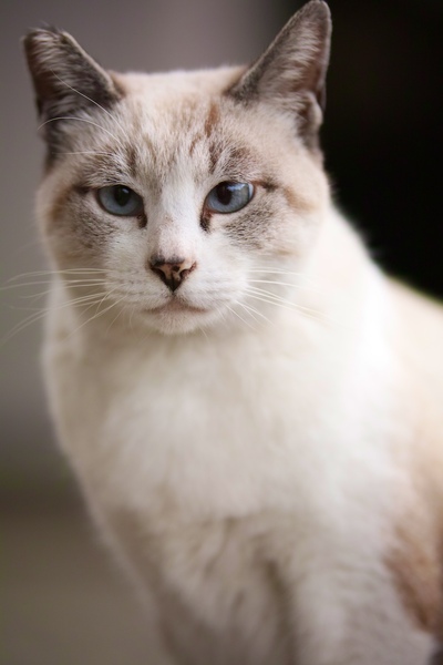 青い目が愛らしい白に薄くキジトラが混じった感じの猫。お寺で世話をしているのだろう。門柱の影から縦位置で狙ってみた（2016年10月 シグマ sd Quattro）