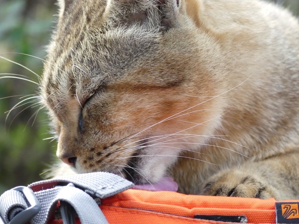 なんかバッグを舐めるのに夢中なので近づいても気づきやしない。舌が写る瞬間をとらえるべく連写してみた。バッグの上に陣取ってなおかつ舐められるとか何がなんだか。ちなみに帰宅した後、うちの猫がバッグの匂いを嗅いで大変でした（2015年12月 パナソニック LUMIX DMC-FZ300）