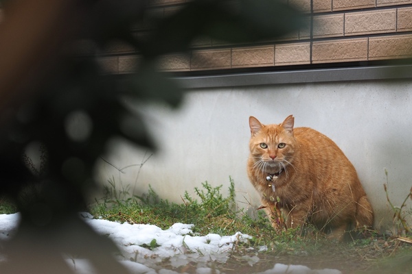住宅街の季節外れの雪と猫。顔が思い切り警戒モードなのはご勘弁（2016年11月 オリンパス OM-D E-M1）