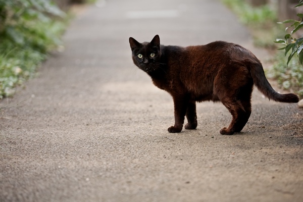 狭い道の真ん中で猫発見。カメラを向けたら、気配を察して振り向かれた瞬間。前後がきれいにボケているのは、50-100mm F1.8なんていうすごいレンズ（重いけど）のおかげだ（2016年10月 シグマ sd Quattro）