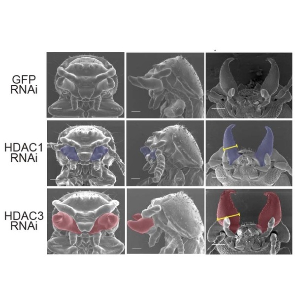 東京大学、カブトムシやクワガタなど「武器」の大きさが変化する仕組みを解明