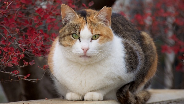 公園で見つけた三毛系ハチワレの美猫。ちなみに「ハチワレ」の語源は「鉢割れ」。鉢がかぱっと割れたようなおでこの模様をさす（2016年12月 オリンパス OM-D E-M1）