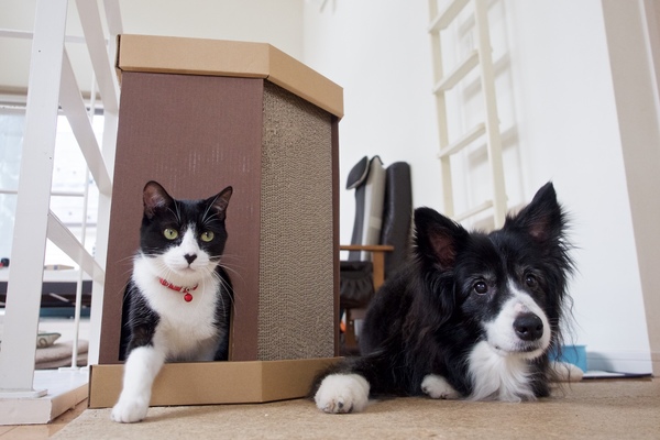 ハチワレの猫とハチワレの犬。2匹は仲良し（2016年6月 オリンパス OM-D E-M1）
