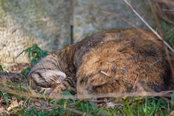 眠り猫その1。斜面の上の方にこんもりした違和感を感じてよく見たら猫だったという。特にキジトラは枯れ葉や枯れ枝と色が似ているので冬にじっとしていられると見つけづらい（2017年1月 オリンパス OM-D E-M1）