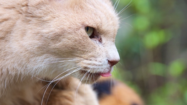Ascii Jp 写真にアクセントが出る 猫の舌が出ている瞬間を狙う 1 2