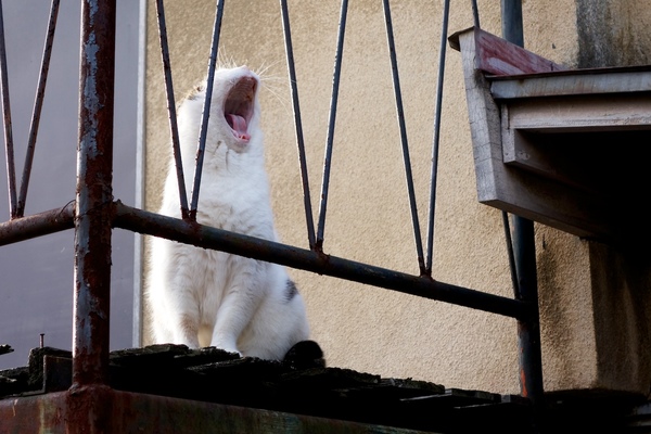 廃墟に住んでいたダミ声の猫。あくびした姿を観察したら、犬歯が抜けてた。この廃屋、このあと壊されてしまったのだが、猫はどうしたのかよくわからない（2014年12月 ソニー Cyber-shot DSC-RX100M2）