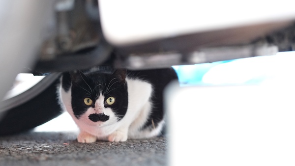 車の下でじーっとこっちを見つける鉢割れ猫。今にもヒゲダンスをはじめそうな口元があまりに愛らしいのでガン見しちゃったのである（2017年1月 富士フイルム X-T2）