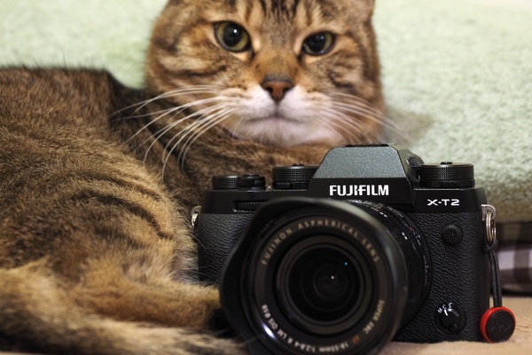 手前にあるカメラが「X-T2」。レンズは「18-55mm F2.8-4.0」。後ろにいるのがうちの「かふか」