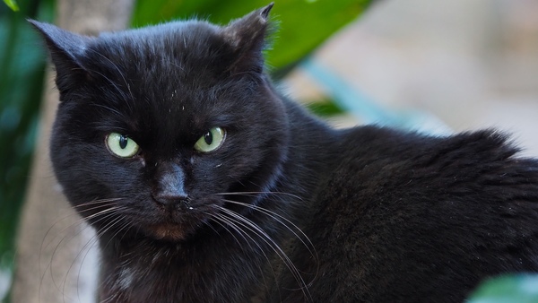 黒猫をびしっと撮れると、ああいいカメラだなと思うのであった。黒猫は撮影難易度が高いから（2017年2月 オリンパス OM-D E-M1 Mark II）