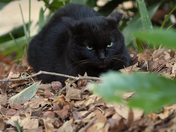 冬のベッドは枯れ葉に限る、といいたげな黒猫。ちょっと鼻水が出てるけど毛並みがよくて健康そうで何よりである。枯れ葉との組み合わせもよし（2017年2月 オリンパス OM-D E-M1 Mark II）