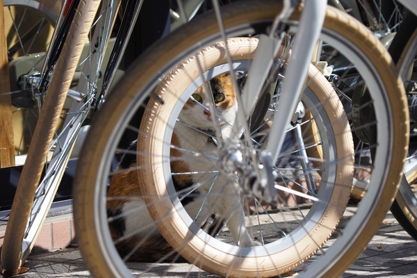 自転車屋さん店頭なのでおしゃれな自転車がいっぱい並んでるのである。その奥に隠れられてしまったのだ。これはマニュアルフォーカスで撮るしかあるまい（2017年2月 オリンパス OM-D E-M1 Mark II）