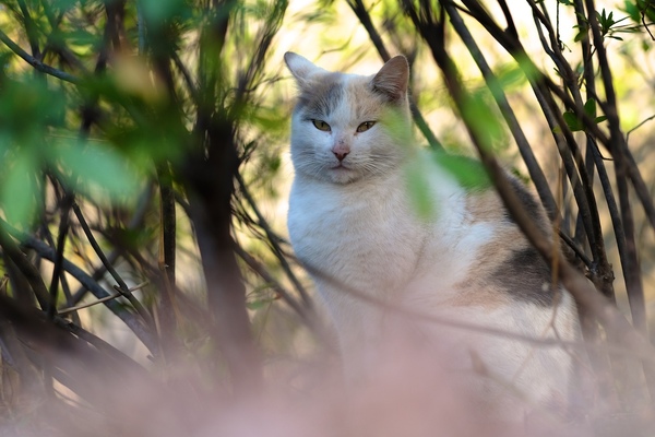 マニュアルフォーカスを使って草むらの猫を撮影したの図。手前に大きくぼけて写ってる葉っぱや枝がAF時に邪魔をするのだ（2017年2月 富士フイルム X-T2）