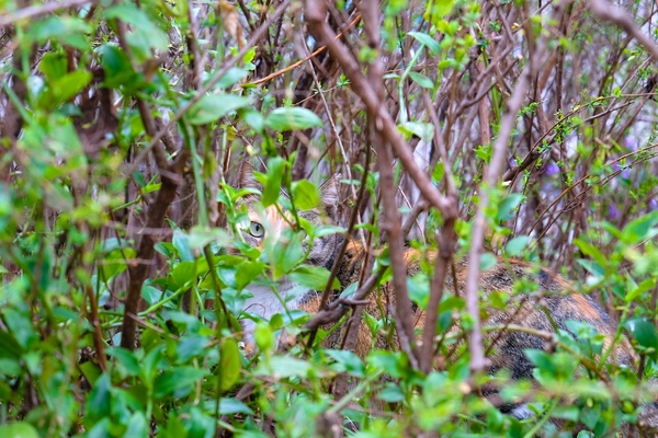 草むらに隠れてたミケ系の猫。そっとしゃがんでカメラを構えて猫を刺激しないよう（動かれるとマニュアルフォーカスはつらい）、フォーカスを追い込んで撮影したのであった（2017年2月 富士フイルム X-T2） 
