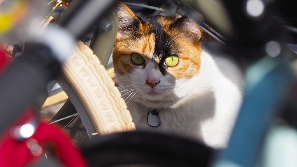 自転車屋さんの店頭に現われた猫。ちょうどフレームやタイヤの間に顔を出してくれたので望遠で撮影。これはオートフォーカスで普通に撮っております（2017年2月 オリンパス OM-D E-M1 Mark II）