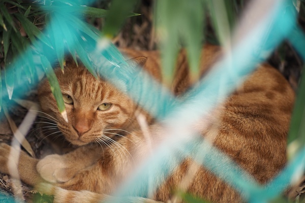 フェンスに隠れた猫。網の隙間から顔がいい感じに見えるアングルを探して撮るべし。AF枠を小さくして顔の位置に置けばOK（2017年2月 オリンパス OM-D E-M1）