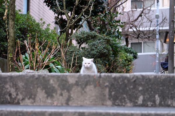猫が遠くて小さくしか撮れなかったこともあって、ピントが手前の階段や背景に合ったりしがちなのである（2017年2月 富士フイルム X-T2）