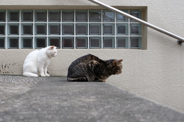 階段の上から道路を通る人たちを観察している2匹。猫は高いところにいると安心するのだ（2017年3月 富士フイルム X-T2）
