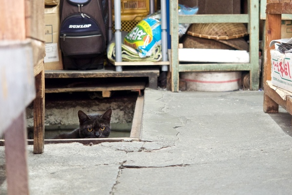 地下室から顔だけを出してる黒猫。地下といってもあやしい場所ではないので為念。ちなみにそこには猫トイレが置いてありました（2017年1月 オリンパス OM-D E-M1） 