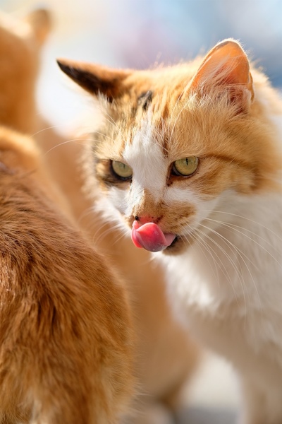 ペロっとした瞬間。X-T2の良さのひとつは猫目線での縦位置撮影をしやすいことなのだ。逆光の舌はピンクがきれいである（2017年1月 富士フイルム X-T2）