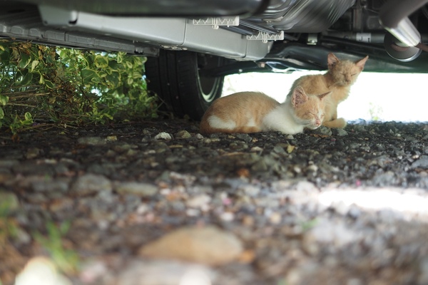 車の下に隠れてる子猫を発見。夜ではないのだが、当然ながら超暗い場所なのである。そこでカメラを下から支える左手を地面につけ、それでカメラを安定させて撮影（2016年9月 オリンパス E-M1） 