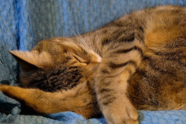 ソファで寝てるうちの猫。足を抱えて寝てる姿がなかなか愛らしかったので、起こさないようそーっと電子シャッターで撮影。電子シャッターは音がしないので寝てる猫を撮るのにもいい（2017年3月 富士フイルム X-T2）