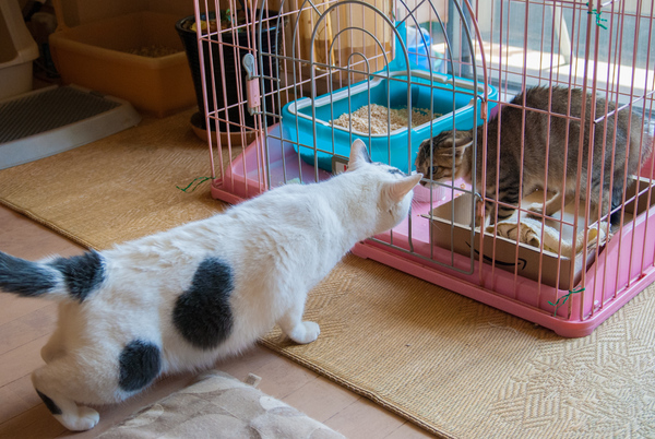 左が大五郎で右がかふか。先住猫が自分の縄張りに何かやってきたぞ、とチェックにいったの図（2008年8月 ニコン D40X）