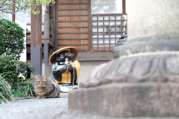 猫の後ろにはタヌキ像。数珠をもってるところがお寺っぽい（2017年4月 富士フイルム X-T2）