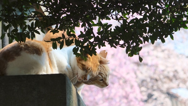 桜と猫カップル。奥にいるチャトラの方が手前のチャシロに頬ずりをしかけてるのである。桜のピンクと一緒にどうぞ。なんともラブリーな春のひととき（2017年4月 富士フイルム X-T2）